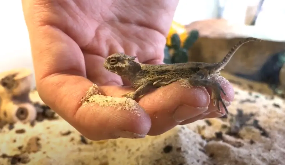 Desert horned lizard in a hand over sand