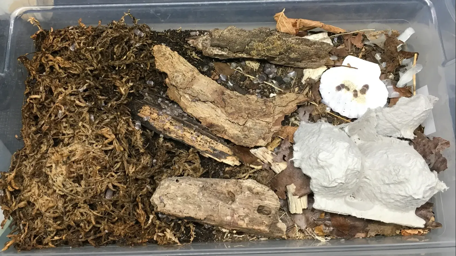 Panda king isopod enclosure with leaf litter, bark, moss and cuttlebone
