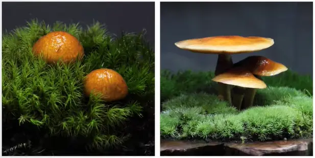 Orange Pholiota microspora mushrooms growing in moss