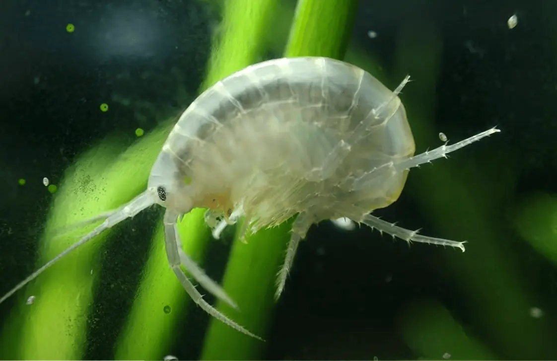 Close-up of a pale amphipod