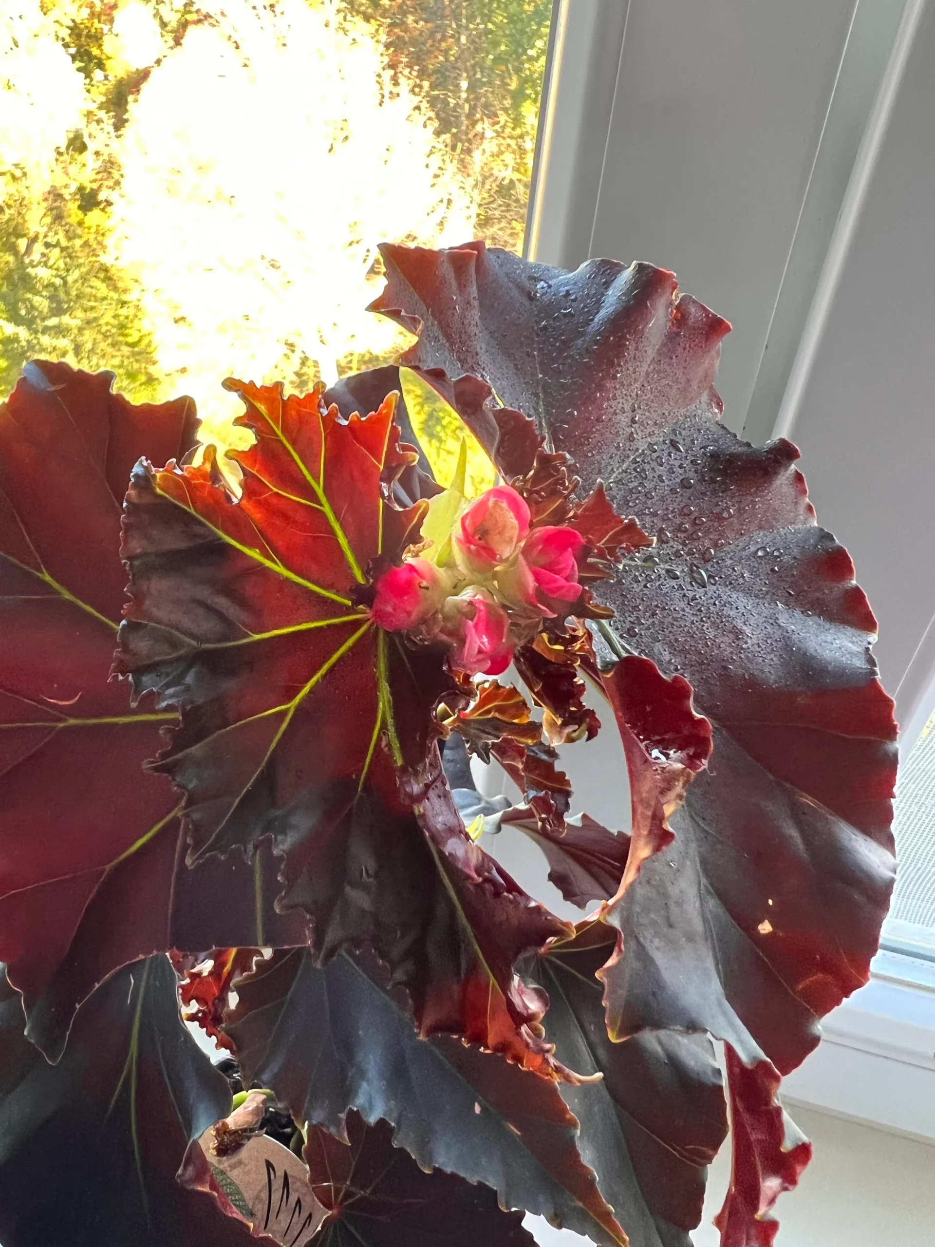 Angel wing begonia
