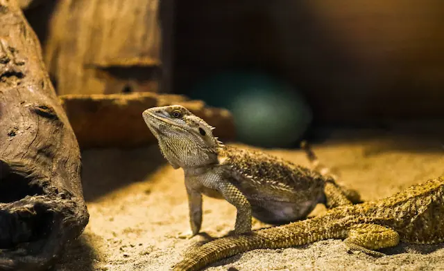 Two bearded dragons under a heat lamp in a desert terrarium