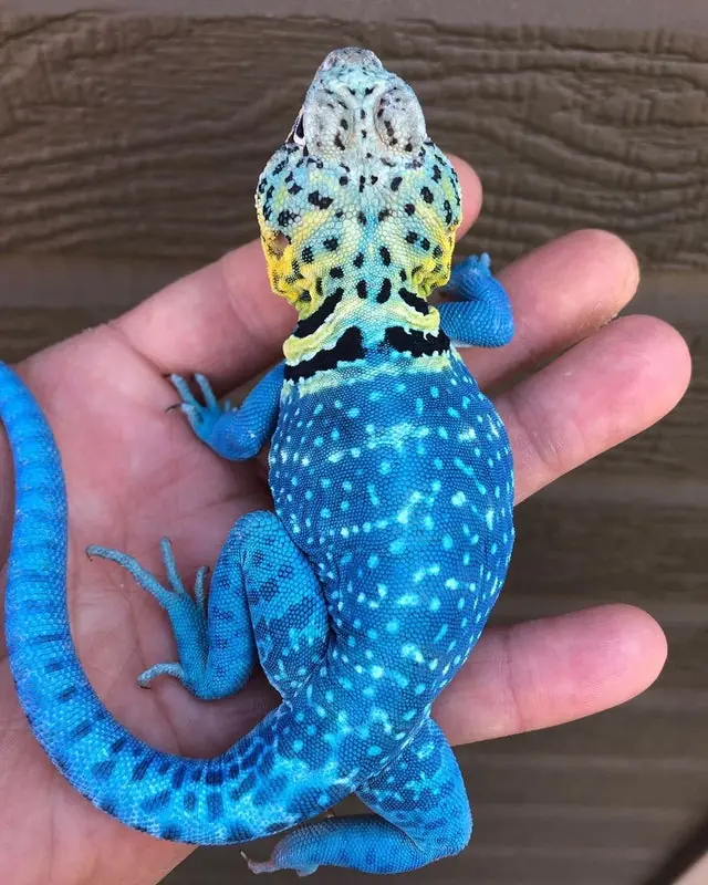 Blue and yellow collared lizard in a hand