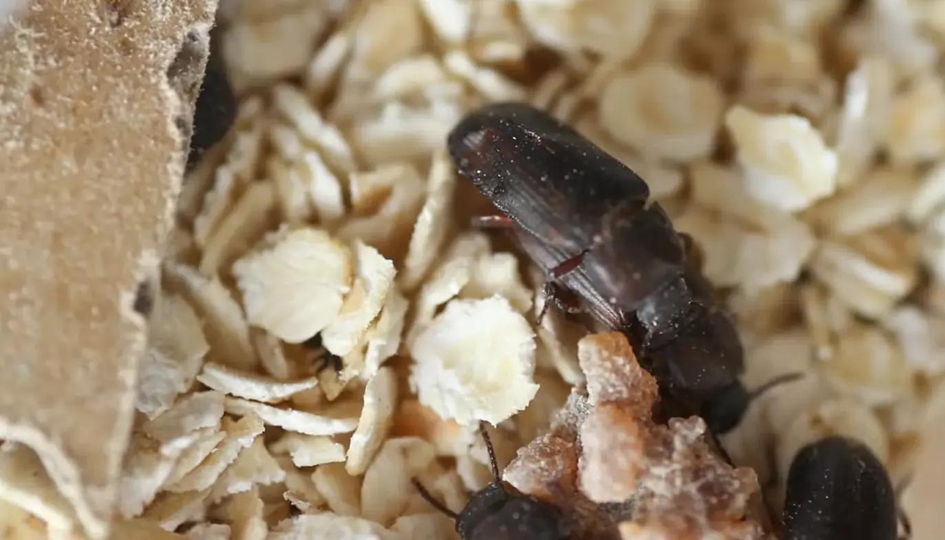 Darkling beetle on oat flakes