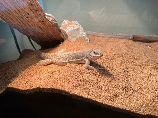 Desert iguana on sand in a terrarium