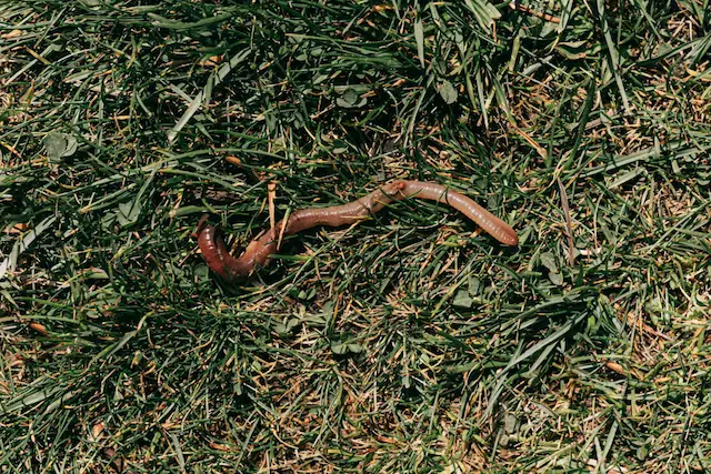 Earthworm on grass