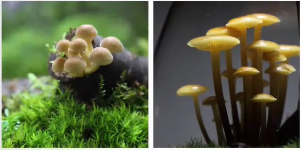 Flammulina velutipes mushrooms growing on moss
