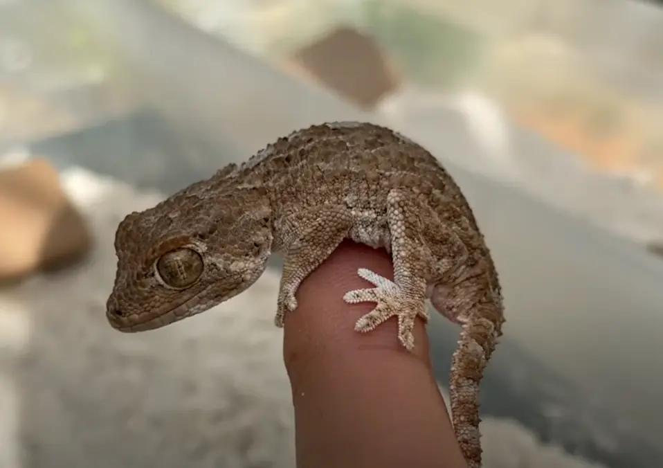 Australian helmeted gecko sitting on a hand