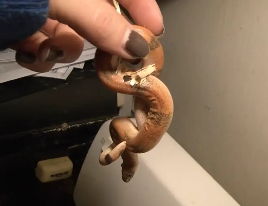Indian sand boa held in a hand