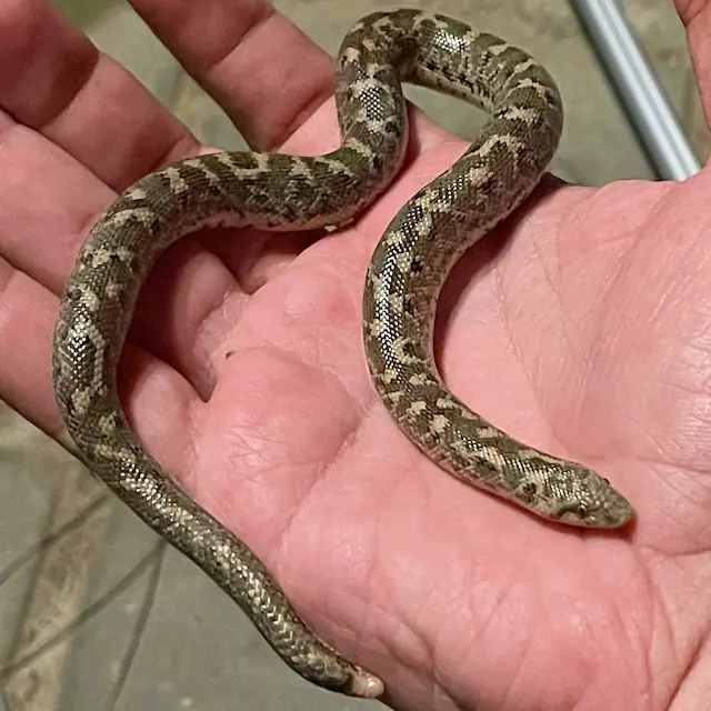 Javelin sand boa in a hand