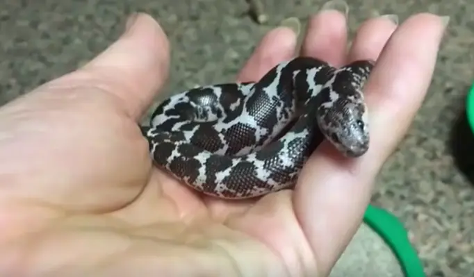 Kenyan sand boa coiled in a hand