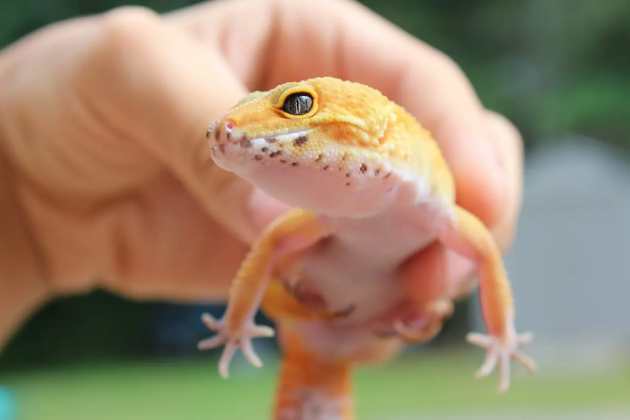 Orange leopard gecko held in a hand