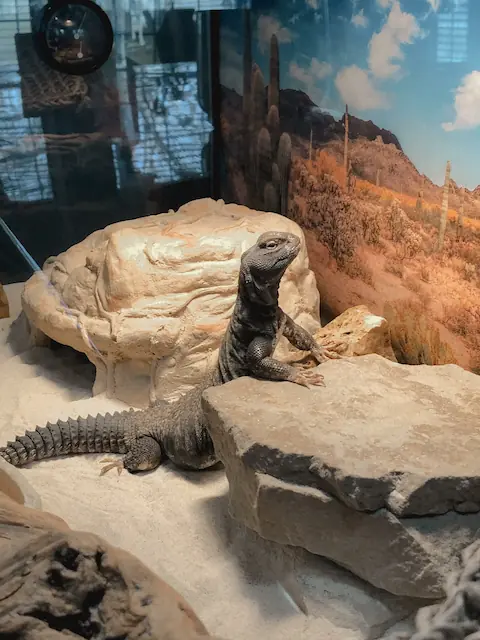 Mali uromastyx on rocks in a desert terrarium