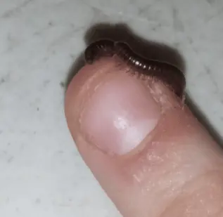 Small millipede curled on a fingertip
