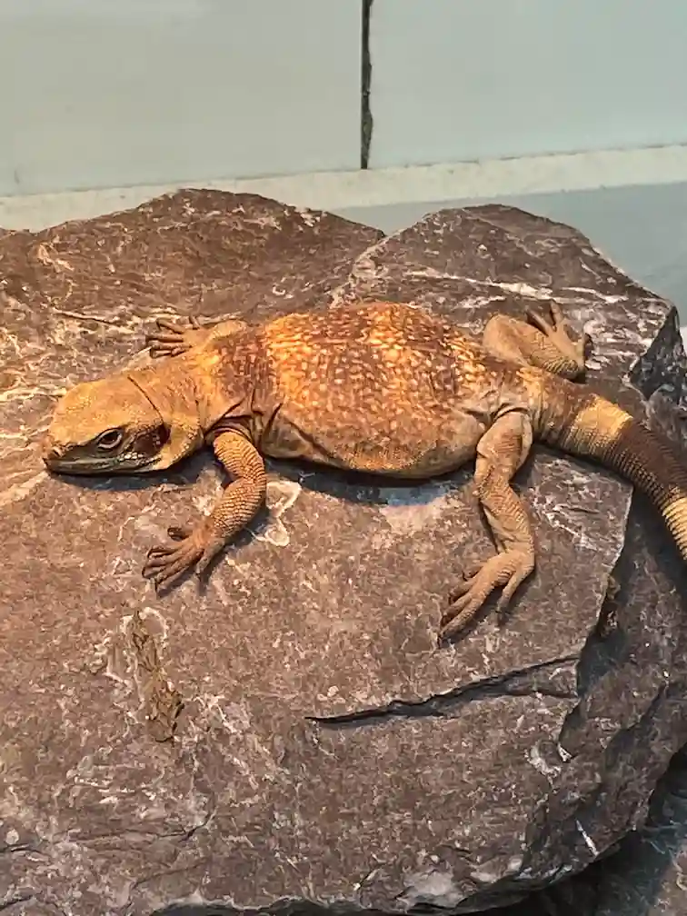 Orange chuckwalla lying on a rock