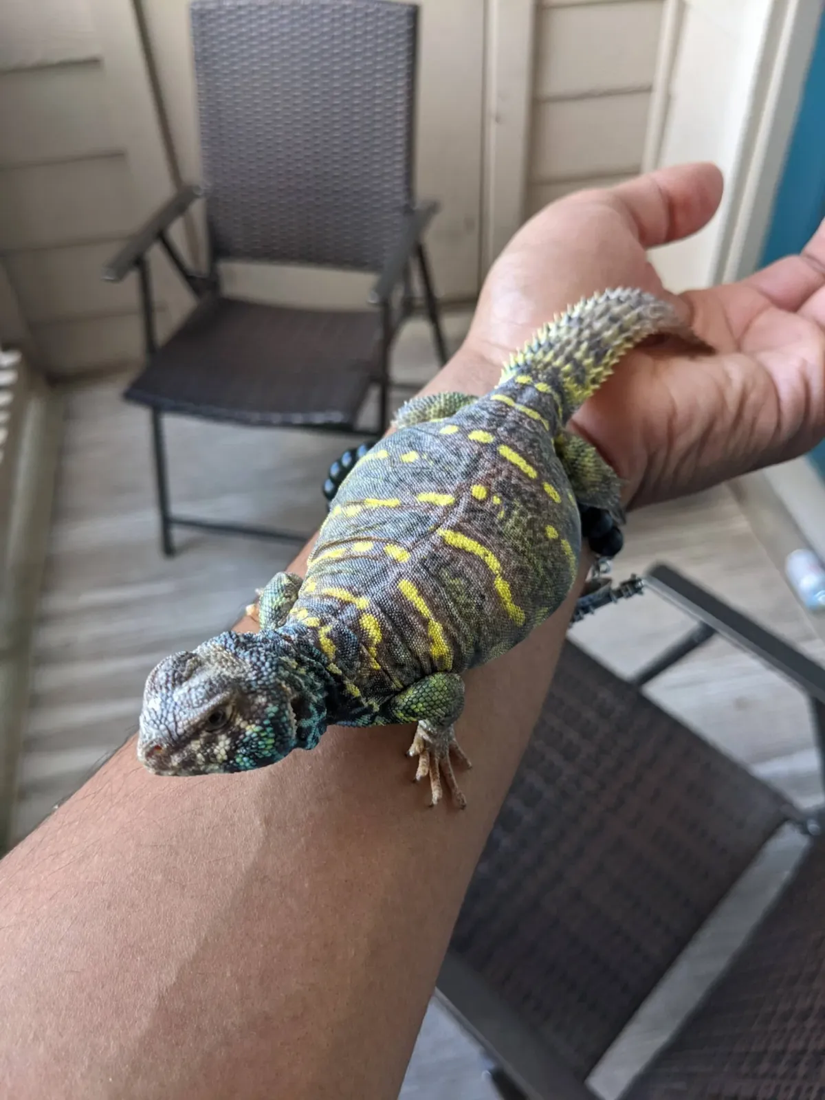 Ornate uromastyx with a green and yellow pattern resting on an arm