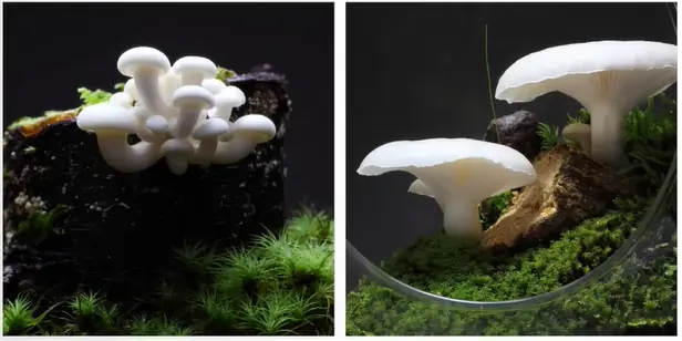 White albino oyster mushrooms growing in a terrarium