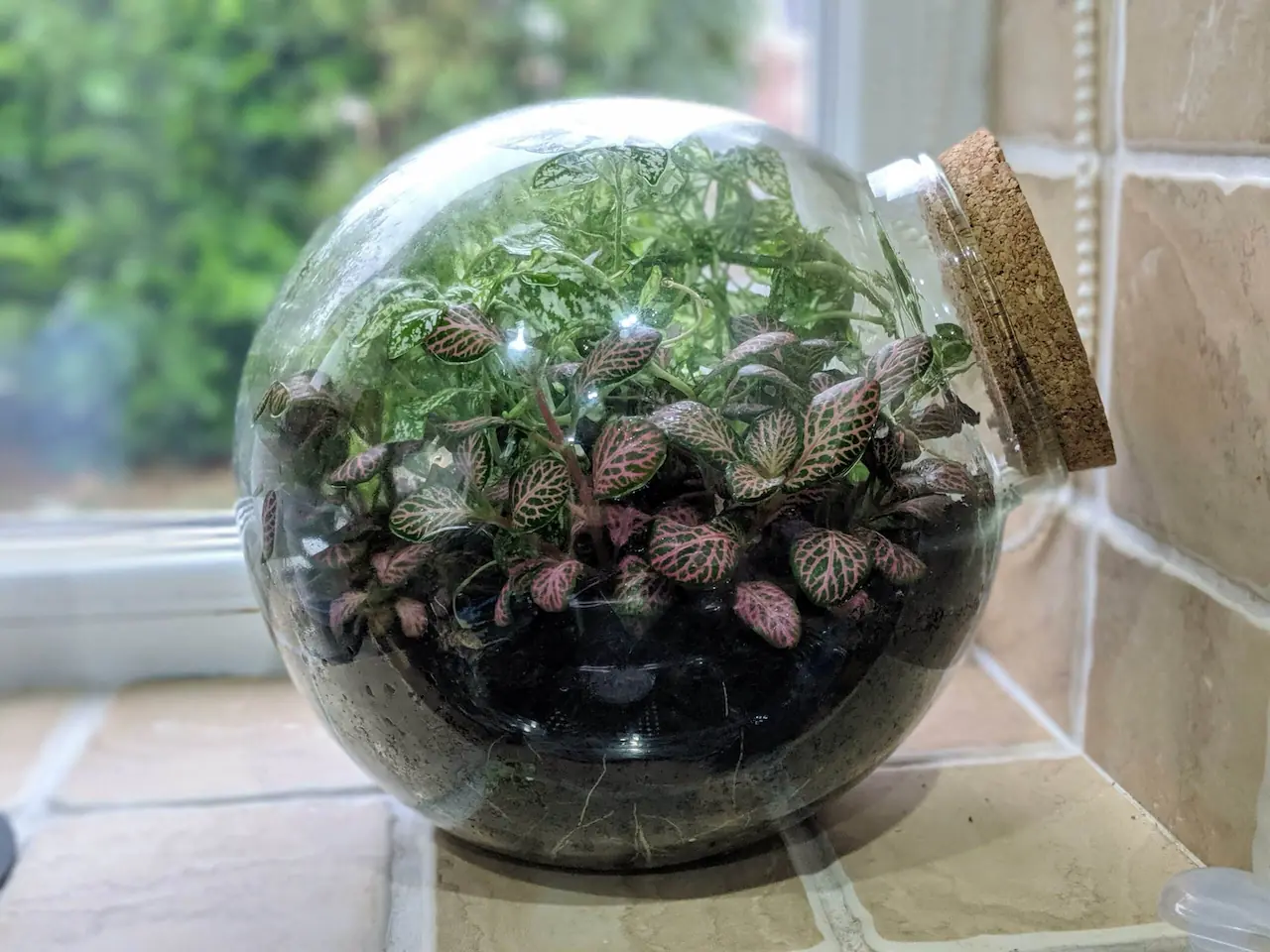 Polka dot plants in a round glass terrarium with a cork lid