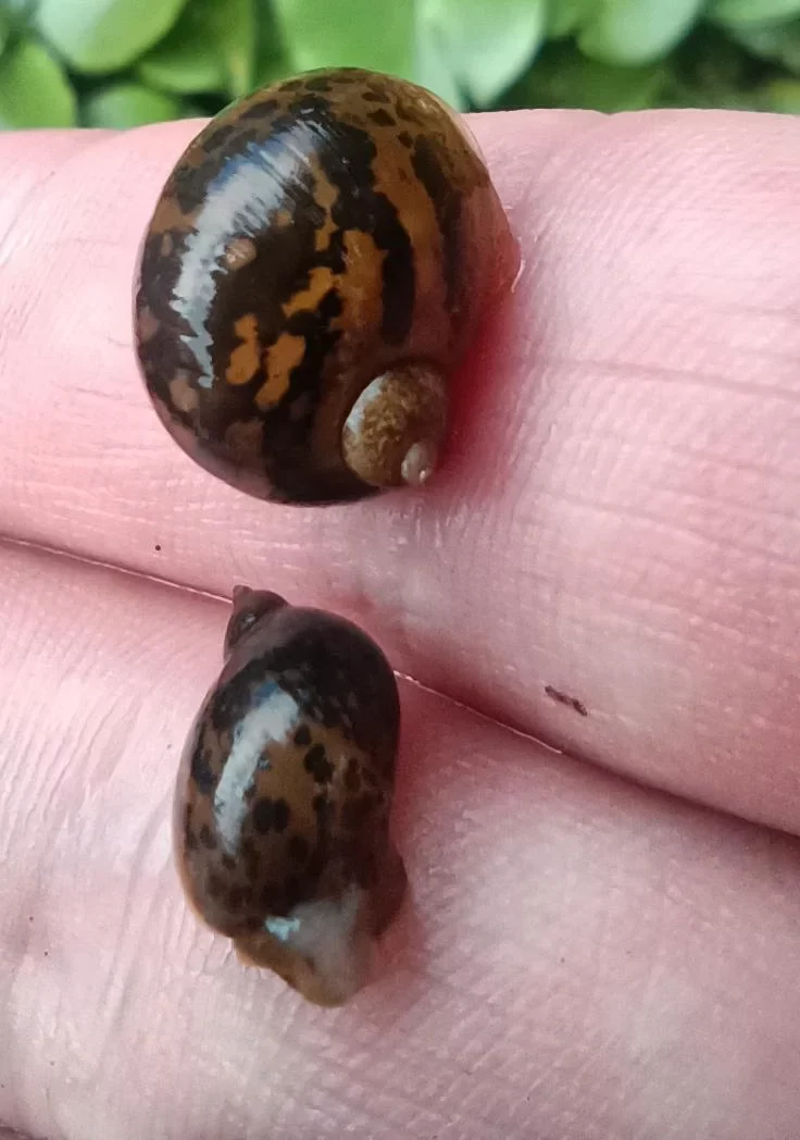 Two brown pond snails on a fingertip