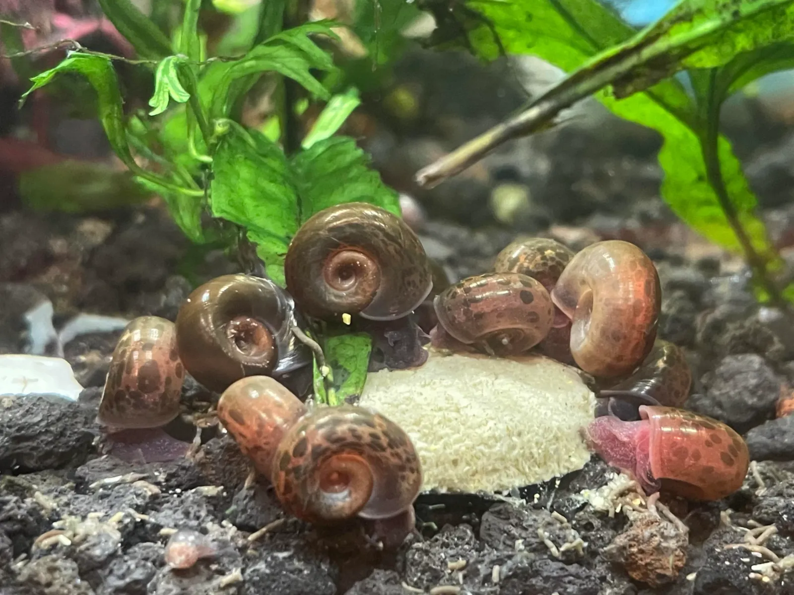 Ramshorn snails grazing in a planted aquarium