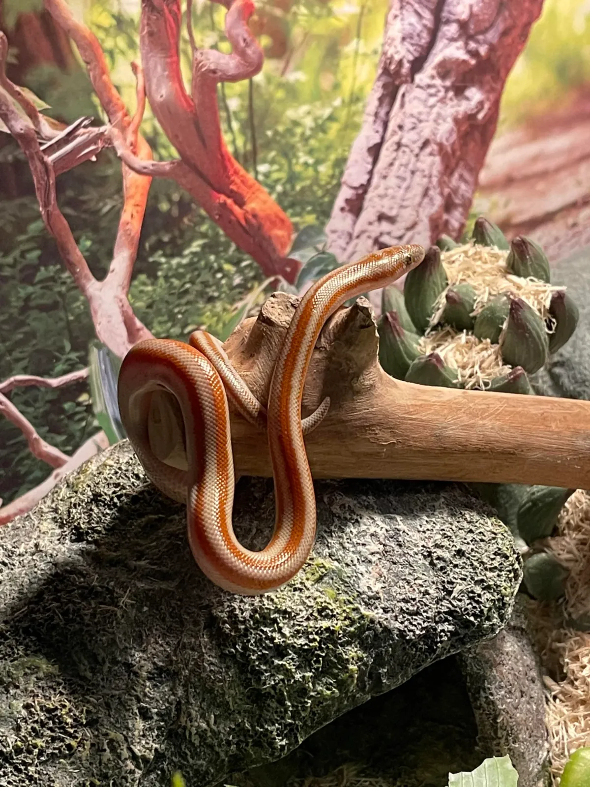 Rosy boa curled on driftwood in a planted terrarium