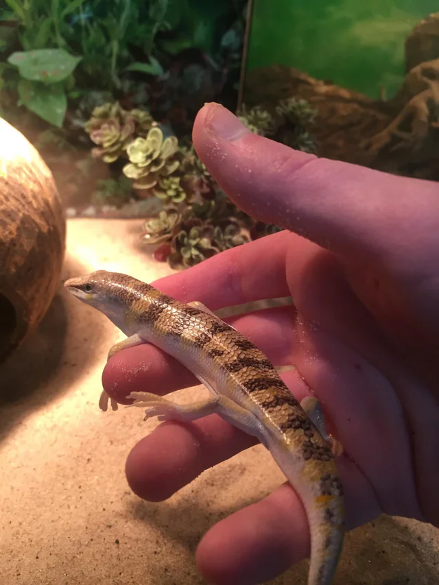 Sandfish skink held in a hand