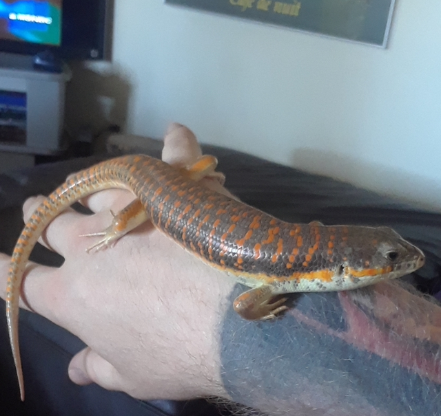 Schneider’s skink resting on a hand and arm