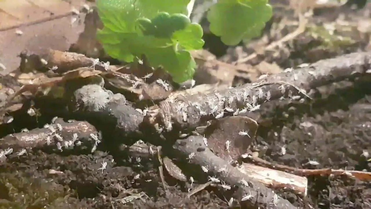Springtails on a twig over damp soil
