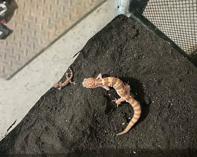 Western banded gecko on dark sand